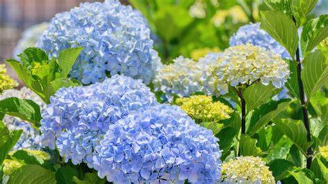 Choosing the Right Hydrangeas