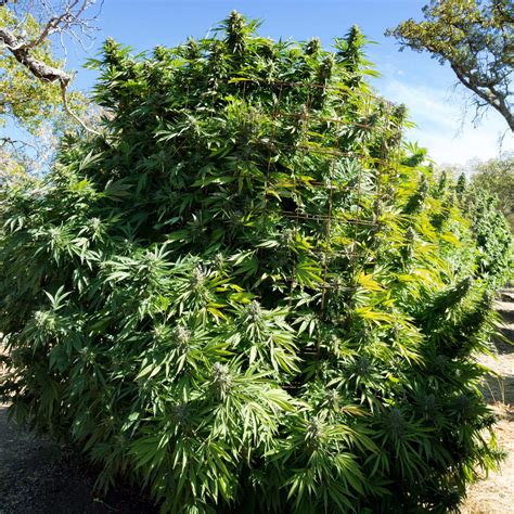 Choosing the Right Location for Growing Marijuana