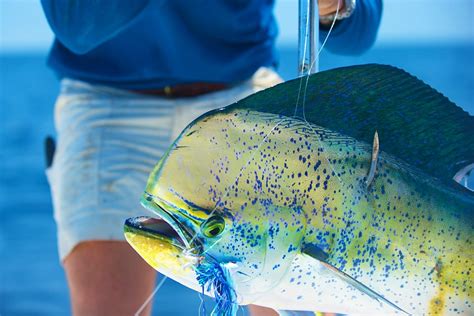 Choosing the Right Maui Fishing Charter