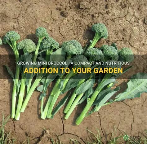 Choosing the Right Mini Broccoli