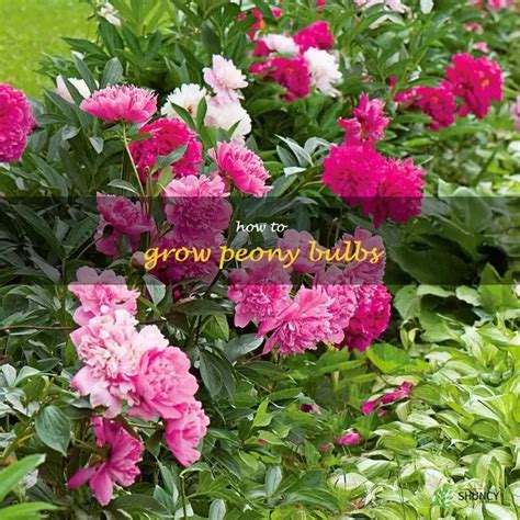 Choosing the Right Peony Bulbs