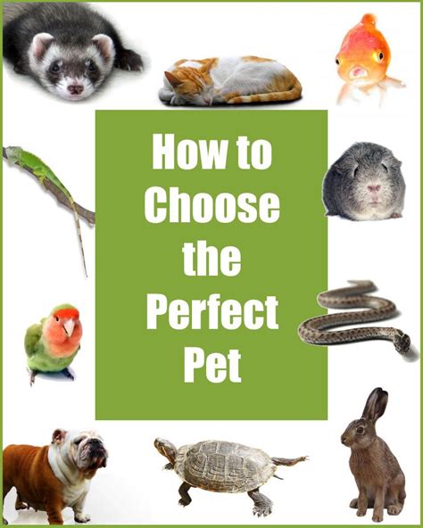 Choosing the Right Pet
