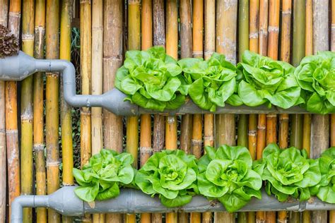 Choosing the Right Plants for Outdoor Hydroponics