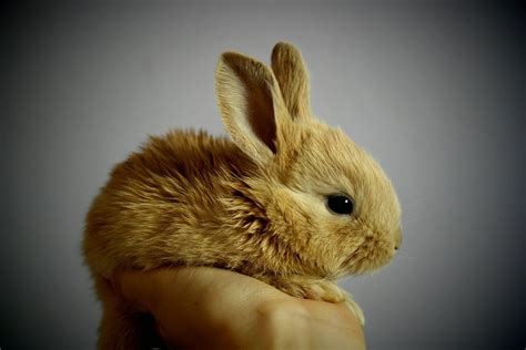 Choosing the Right Rabbit