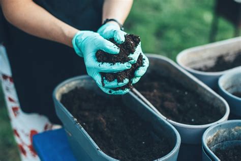 Choosing the Right Soil and Container