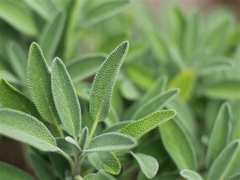 Choosing the Right Soil for Sage Seeds