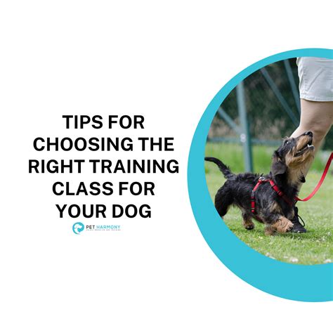 Choosing the Right Training Method for Your Dog