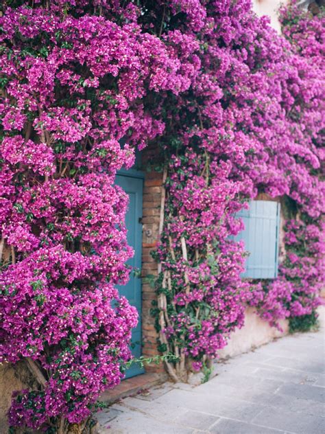 Choosing the Right Wall for Bougainvillea