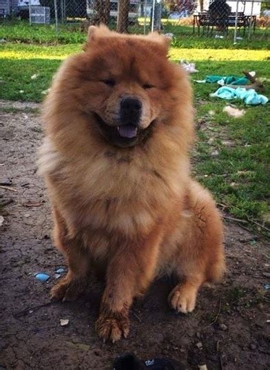 Chow Chow 1 Year Old: Everything You Need To Know