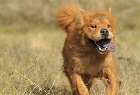 Chow Chow Aggressive Dog: Understanding And Managing