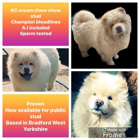 Chow Chow Ancient Breed For Stud