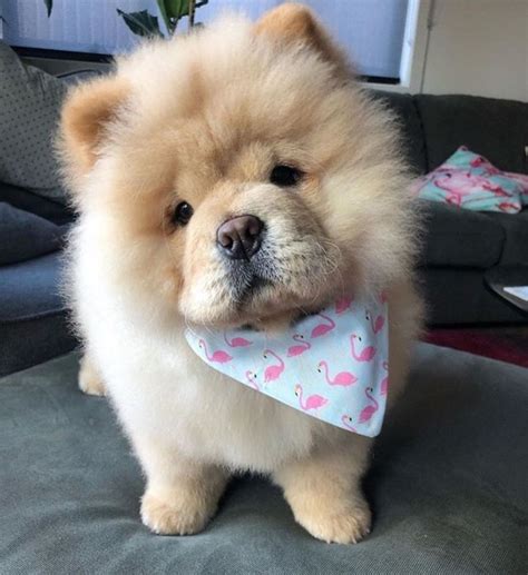 Chow Chow Baby Dog: A Unique And Adorable Breed