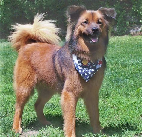 Chow Chow Border Collie Mix