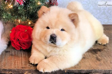 Chow Chow Dog For Sale Los Angeles