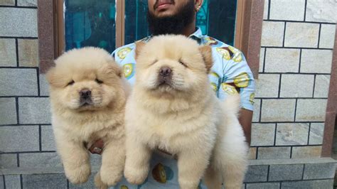 Chow Chow Dog Price In Bangalore