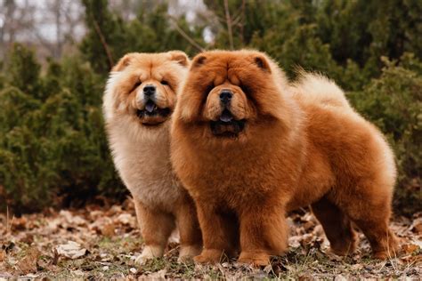 chow chow Puppy For Sale ,Text us (213) 7698542, Dogs, for Sale, Price