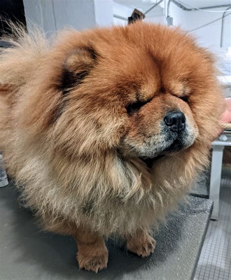 Chow Chow Face: Understanding The Unique Characteristics Of This Breed