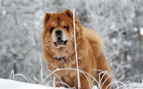 Chow Chow Fat Dog: A Unique Breed With Unique Needs