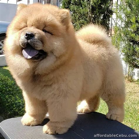 Chow Chow Puppy For Sale Philippines