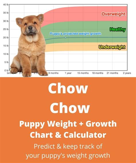 Chow Chow Puppy Growth Chart: The Ultimate Guide