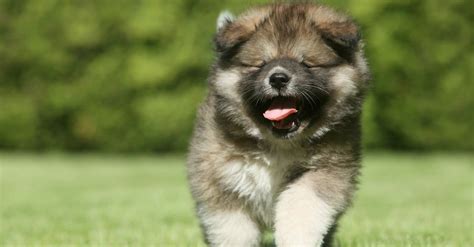 Chow Chow Russian Bear Dog Puppy: A Unique And Adorable Breed