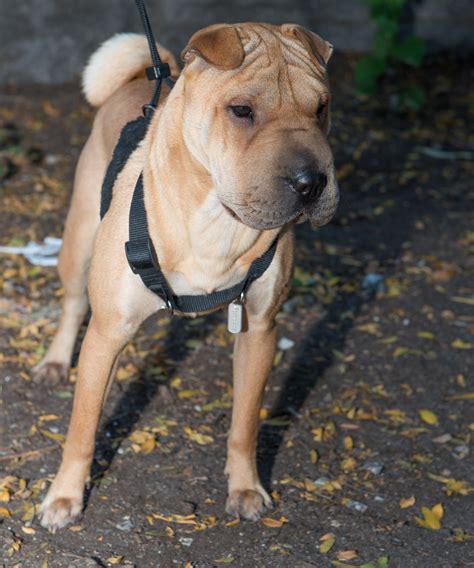 Chow Chow Shar Pei Mix For Sale