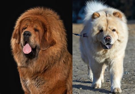 Chow Chow Tibetan Mastiff Akita: The Majestic Dog Breeds Of 2023