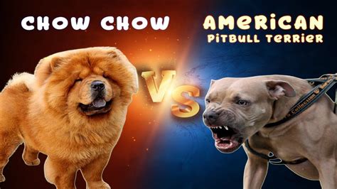 Chow chow vs pitbull fight fun YouTube