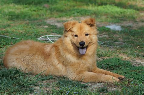 Chow Dog Mixed With Golden Retriever: The Perfect Combination