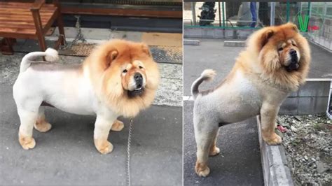 Pin on lion cut on chow mix