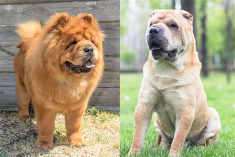 Chow Shar Pei Mix Dog Breeds: A Unique And Lovable Companion