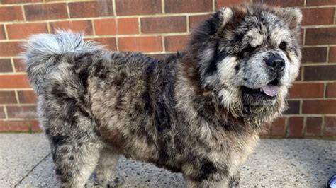 Roxy is a Blue Merle chow chow Blue merle, Cute dogs and puppies, Dogs