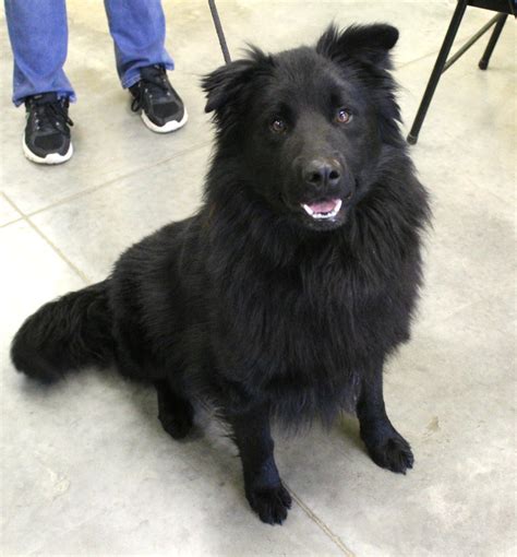 Border Collie Chow Training Tips & All Facts About the Mix