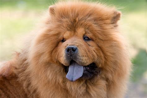 cute puppies & dogs Chow chow dogs, Chow chow, Chow dog breed