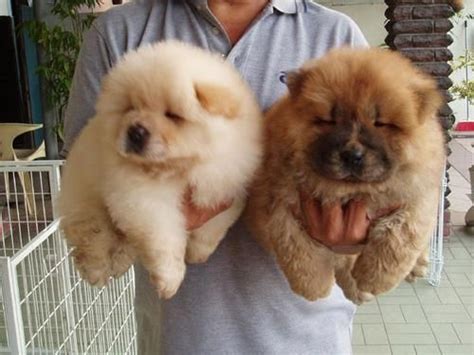 Chow Chow Dog Price In India Olx