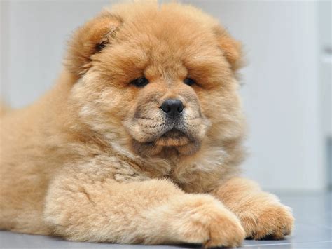 Chow Chow Puppy Price In Pakistan Puppies Lover 88