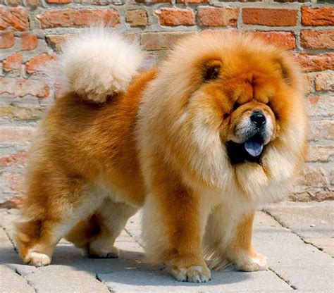 Impossibly Fluffy Chow Chow Dog Looks Like An Adorable Life Size Teddy