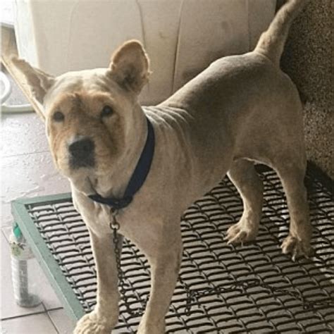 63+ Chow Chow Dog Without Fur l2sanpiero