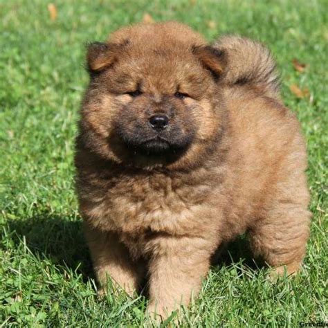 Chow Chow puppy for sale near Tyler / East TX, Texas c82acbf96ad1