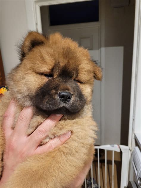 Funny Teacup Chow Chow Puppies with Brown Color Animals Pinterest