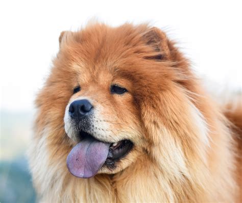 Chow chow dog face photo and wallpaper. Beautiful Chow chow dog face