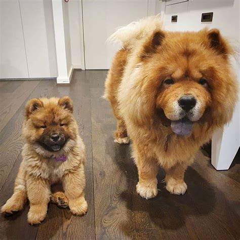 14 Photos Of Chow Chow Which You Want To Hug