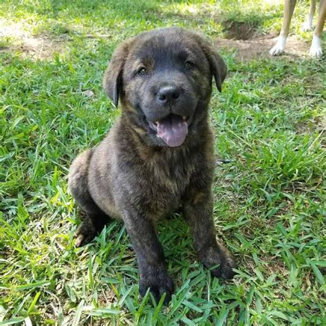 55+ Chow Chow Cross Great Dane l2sanpiero