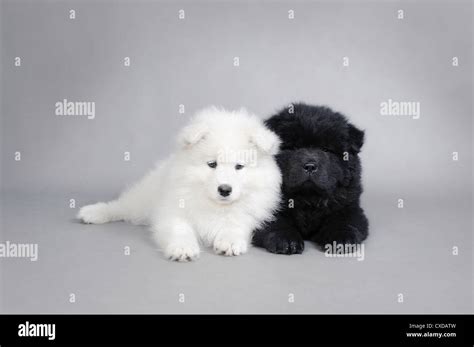 Instagram photo by bernard_the_samoyed • Apr 21, 2016 at 946am UTC