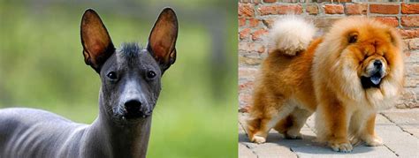 This is what a shaved chow looks like. My little lamb chop! Chow chow