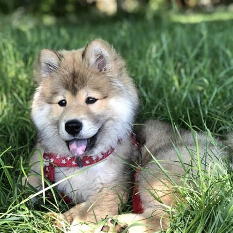 Husky chow mix, a "Chowsky" Dogs, Husky