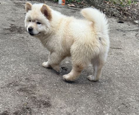 Beau our puppy Lab Chow Mix Puppies, Pets, Labrador retriever