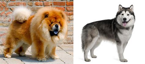 12 week old chow chow x alaskan malamute puppy! MalamutePuppies