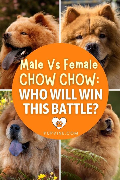 Chow Chow Male Vs Female