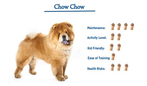 The Chow Chow…. Everything You Need to Know at a Glance!
